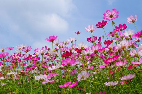 Tres plantas de fácil cultivo permiten sumar diferentes colores al jardín durante los meses de primavera y verano.