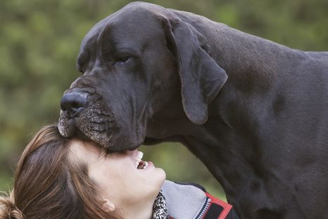 Las mascotas más cariñosas que puedes tener en casa. Foto: Shutterstock Las mascotas más cariñosas que puedes tener en casa. Foto: Shutterstock