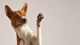 Con este dispositivo se podrá saber de manera más acertada qué es lo que quieren las mascotas. Con este dispositivo se podrá saber de manera más acertada qué es lo que quieren las mascotas.