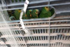 Alerta por casos de psitacosis, enfermedad que transmiten las aves salvajes en contacto directo con personas. Foto: Gendarmería Nacional