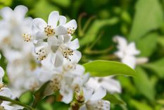 Una flor que atrae la abundancia. Foto: Fuente: Shutterstock