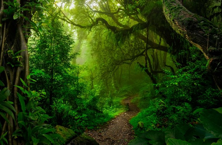 Sueños Conoce el significado de soñar con el color verde Foto: Shutterstock