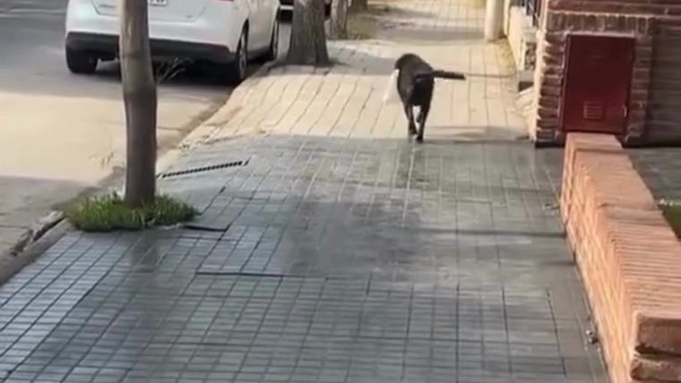 El perro, con su bolsita en la boca, es recibido por los empleados de la panadería que le dan un criollo de premio por su tarea. Foto: Captura de video
