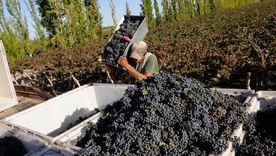 Las proyecciones vínicas logran un equilibrio después de varios años