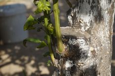 El limonero es protagonista de consejos caseros transmitidos de generación en generación. Foto: Shutterstock