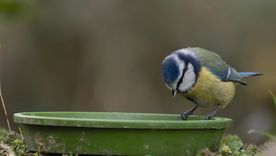 Los pájaros urbanos analizados en Europa reaccionaron antes cuando quien se acercaba era una mujer y eso sorprendió a los científicos. Los pájaros urbanos analizados en Europa reaccionaron antes cuando quien se acercaba era una mujer y eso sorprendió a los científicos.