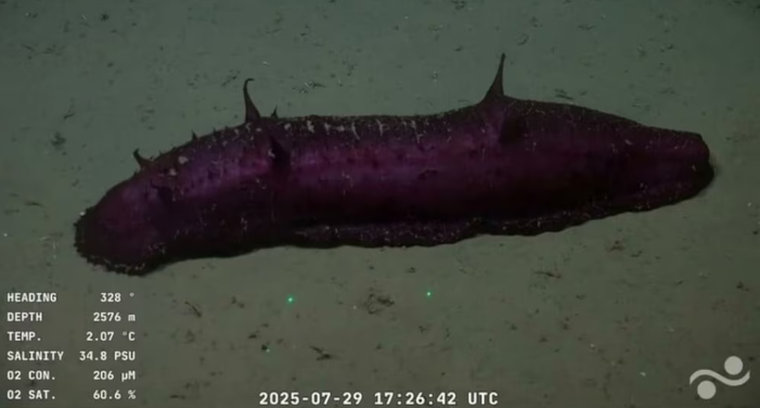 Pepino de mar de profundidad (Holothuroidea) Pepino de mar de profundidad (Holothuroidea)