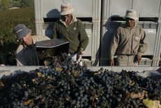 cruje la industria del vino cruje la industria del vino