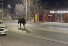 El animal causó asombro y preocupación Foto: Captura de pantalla (Twitter @javi_costarelli)