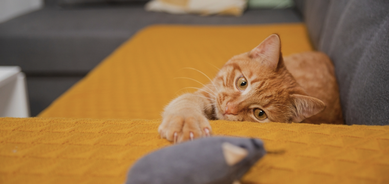 ¿Los gatos naranjas realmente son más extrovertidos? Foto: Archivo