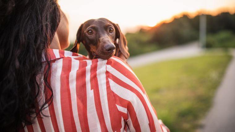 Esto es lo que deberías saber sobre tu mascota Foto: Shutterstock