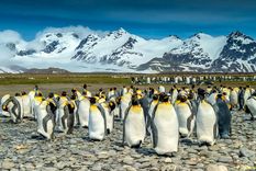 Pingüinos en las islas Georgias del Sur. Foto: swoop-antarctica.com Pingüinos en las islas Georgias del Sur. Foto: swoop-antarctica.com