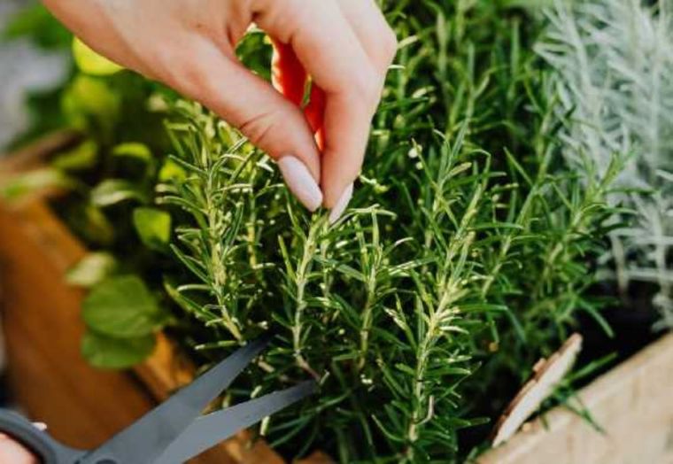 El romero es uno de los ingredientes para fabricar tu propio aromatizante casero Foto: Shutterstock