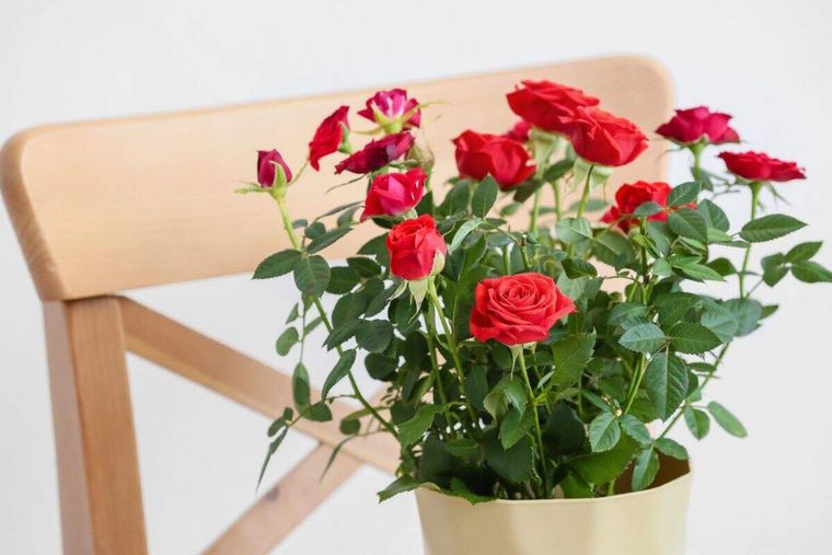 Las plantas del amor. Las plantas del amor.