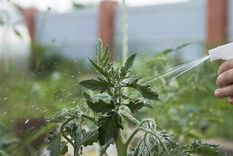 Aplica el fungicida mediante pulverización cada 15 días Foto: Shutterstock