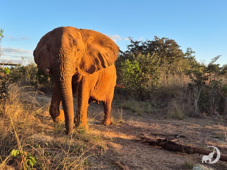 La elefanta Kenya lleva dos meses en el santuario para elefantes de Brasil. La elefanta Kenya lleva dos meses en el santuario para elefantes de Brasil.