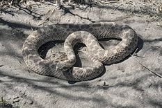 Época de serpientes: actuá con calma y llamá a personal especializado.