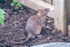 Estos roedores suelen aparecer con más frecuencia en verano. Foto: shutterstock