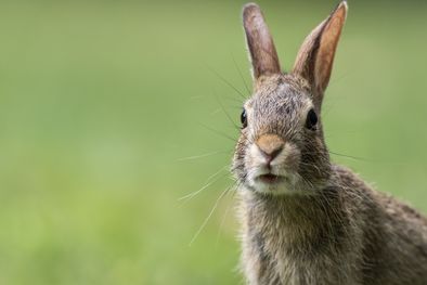 MDZol | Dar gato por liebre, es uno de las expresiones más conocidas. Foto: Gentileza: freepik