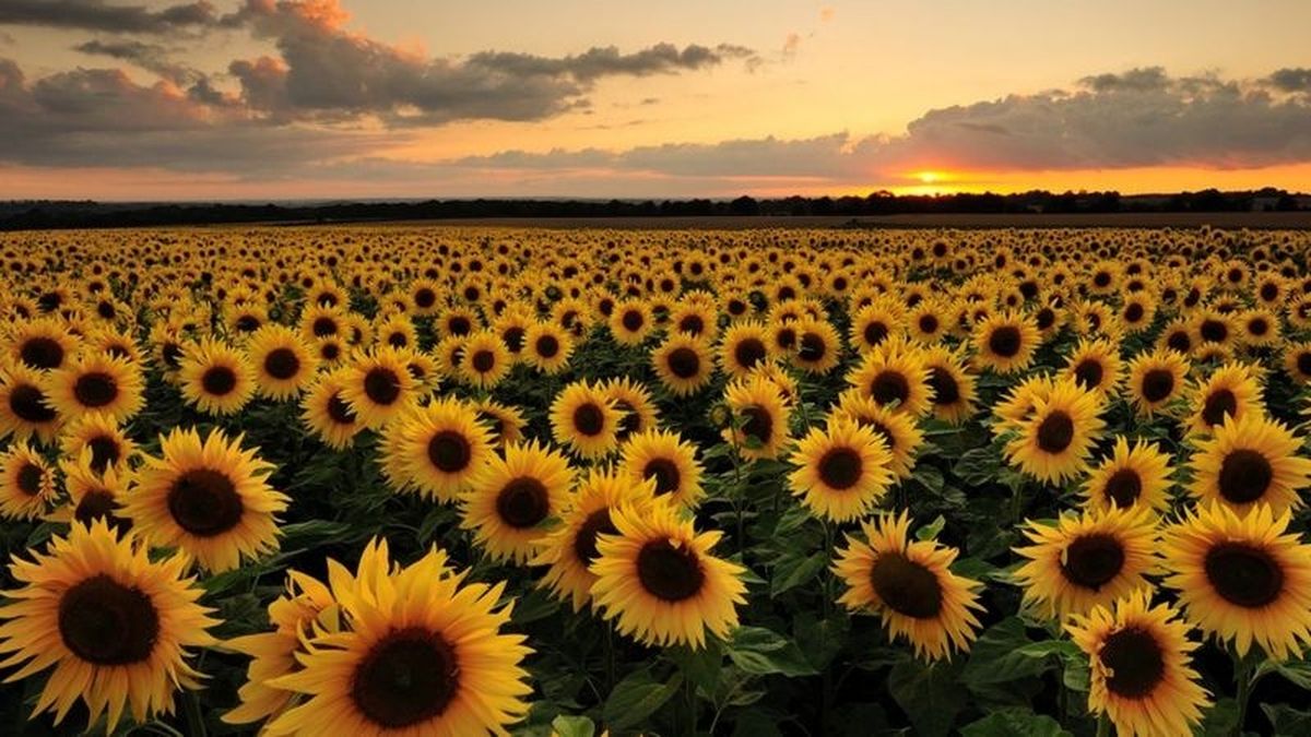 La cosecha de girasol llega a su fin, marcando un nuevo récord histórico y buenas perspectivas de exportación