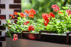 JARDÍN Hay más de 400 especies de geranios Foto: Shutterstock