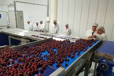 La fruta de verano con desafíos diversos en el comienzo de la temporada. Foto: Foto: Gobierno de Mendoza