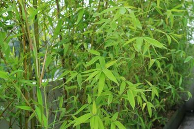 MDZol | La planta que, según el Feng Shui, aleja las malas energías de tu hogar (Shutterstock).