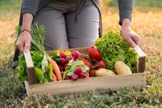 JARDÍN En el huerto se pueden cultivar todo tipo de especies Foto: SHUTTERSTOCK