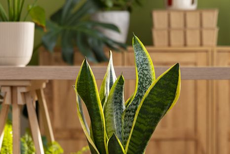 Una planta que puede florecer fácilmente. Fuente: Freepik. Una planta que puede florecer fácilmente. Fuente: Freepik.