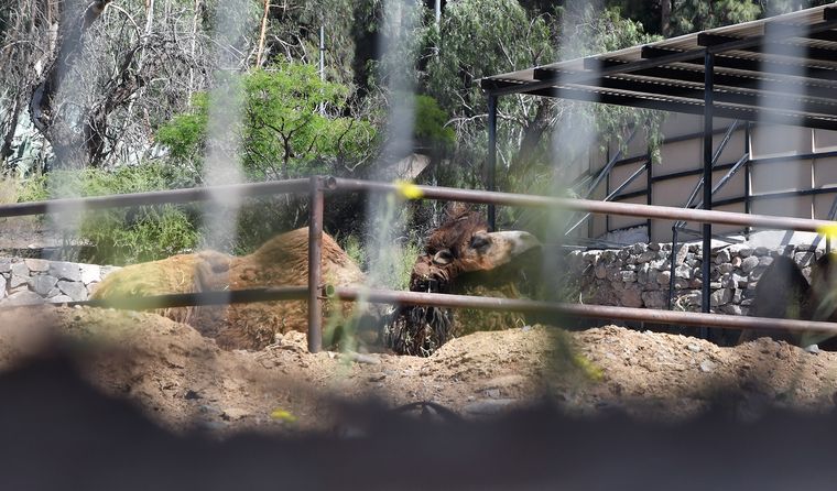 Tras la conclusión de las obras de infraestructura en el Ecoparque, se realizan tareas complementarias. Fechas tentativas. Tras la conclusión de las obras de infraestructura en el Ecoparque, se realizan tareas complementarias. Fechas tentativas.