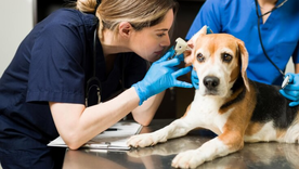 Ir al veterinario con Banco Nación Ir al veterinario con Banco Nación