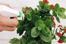 Con algunos simples cambios y agregados a la tierra tus plantas pueden estallar de flores Foto: Shutterstock