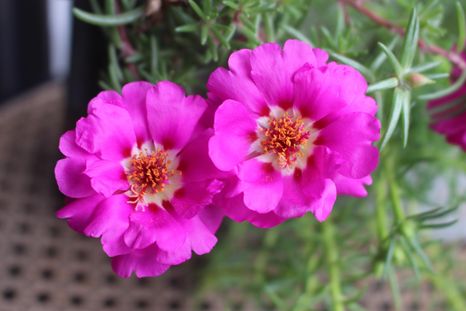 Esta planta produce flores de distintos colores y se adapta a macetas, jardineras y recipientes colgantes.