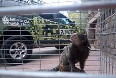 rescataron a un mono titi en chacras de coria: la historia del operativo