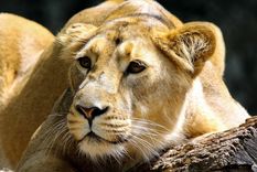 tremenda venganza: bufalos furiosos persiguen a una leona y la matan