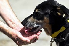 En la nota te dejamos tips clave para cuidar a tu mascota en días de calor extremo Foto: Efe.