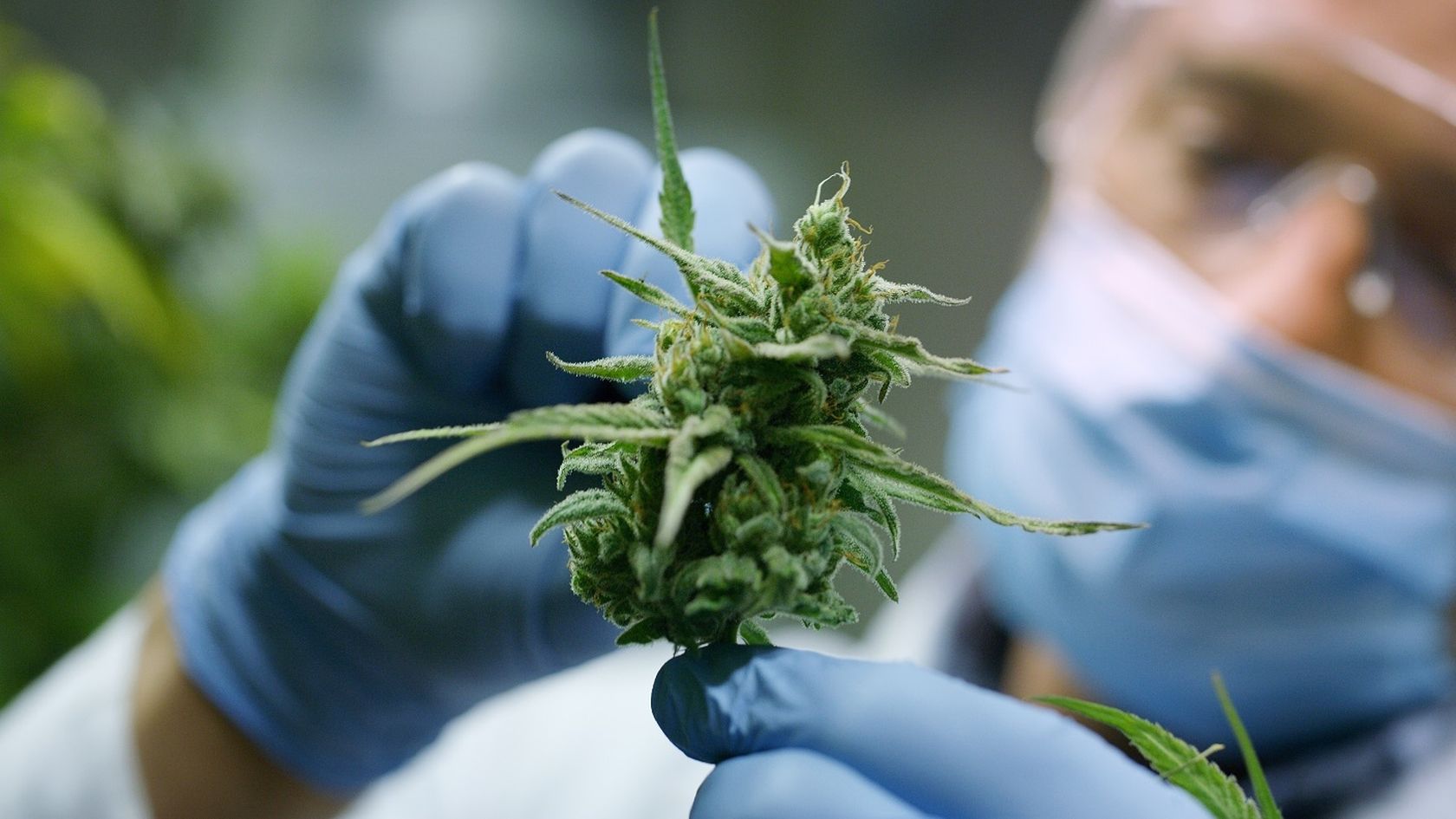 Avance en la regulación del cannabis medicinal y el cáñamo con un régimen transitorio y permisos definitivos.