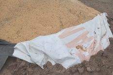continuan los ataques a silobolsas en los campos productivos