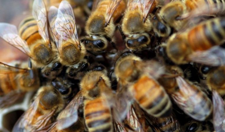 Las abejas africanizadas son las más letales del mundo. Foto: Efe.