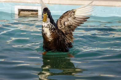 MDZol | El pato Juan en la pileta de su casa en Maipú