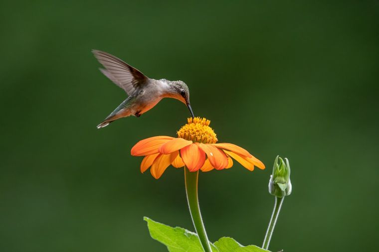 JARDÍN La aparición del colibrí en el jardín está relacionada con la sanación y la alegría Foto: SHUTTERSTOCK