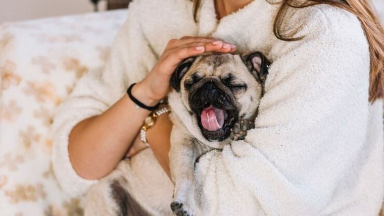Reveló en TikTok el truco para sacar el pelo de las mascotas de la ropa. Foto: Freepik
