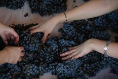 La presencia de la mujer en la vitivinicultura todavía es minoritaria. La brecha de género marca que solo dos de cada diez enólogos son mujeres.