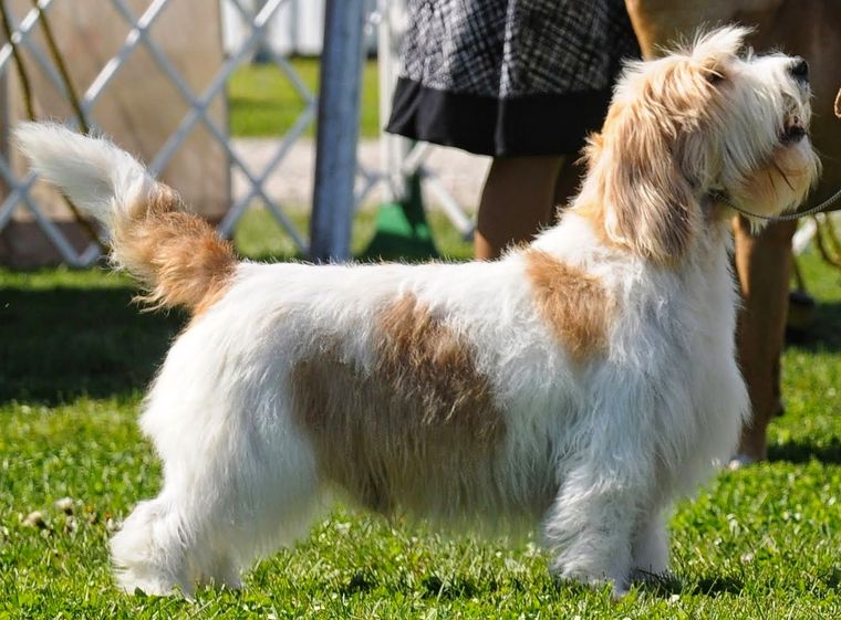 Adoptar mascotas Foto: Archivo