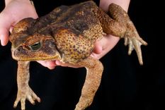 atencion: hallan sapos gigantes que pueden matarte en 15 minutos