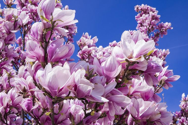 Las magnolias cambian la energía de tu jardín con sus bellos colores. Foto: Pixabay - pixabay.com