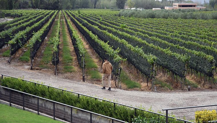 La vitivinicultura argentina se las ve difícil para competir con la chilena Foto: ALF PONCE MERCADO / MDZ