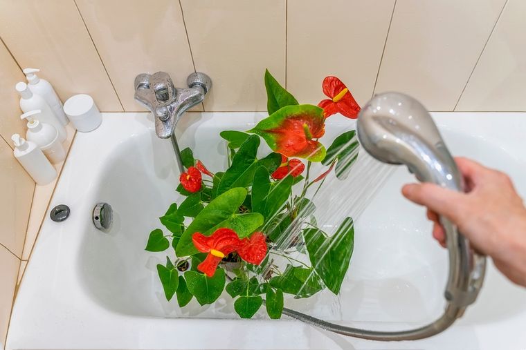 El Anthurium necesita luz indirecta, riego moderado y limpieza ocasional. Foto: Shutterstock El Anthurium necesita luz indirecta, riego moderado y limpieza ocasional. Foto: Shutterstock