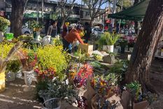 La venta de flores amarillas arrasa en el Día de la Primavera. Foto: Micaela Blanco Minoli / MDZ