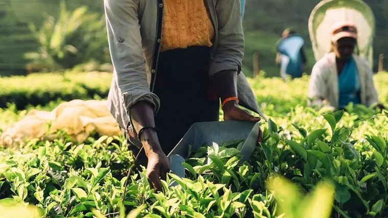 Un miembro de la Junta Del Té de Sri Lanka afirmó que es la primera vez que se utiliza té para saldar una deuda externa. Foto: GETTY IMAGES